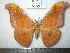  (Antheraea celebensis - barcode SNB 0158)  @14 [ ] Copyright (2010) Unspecified Research Collection of Stefan Naumann