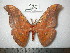  (Antheraea semperi - barcode SNB 0168)  @14 [ ] Copyright (2010) Unspecified Research Collection of Stefan Naumann