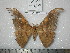  (Antheraea minahassae - barcode SNB 238)  @13 [ ] Copyright (2010) Unspecified Research Collection of Stefan Naumann