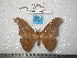  (Antheraea viridiscura - barcode SNB 243)  @13 [ ] Copyright (2010) Unspecified Research Collection of Stefan Naumann