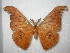  (Antheraea meisteri - barcode SNB 489)  @13 [ ] Copyright (2010) Unspecified Research Collection of Stefan Naumann