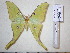  (Actias guangxiana - barcode SNB 709)  @15 [ ] Copyright (2010) Unspecified Research Collection of Stefan Naumann