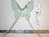  (Actias chapae chapae - barcode SNB 717)  @14 [ ] Copyright (2010) Unspecified Research Collection of Stefan Naumann