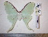  (Actias luna azteca - barcode SNB 722)  @14 [ ] Copyright (2010) Unspecified Research Collection of Stefan Naumann