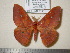  (Cricula zubsiana - barcode SNB 1098)  @15 [ ] Copyright (2010) Unspecified Research Collection of Stefan Naumann