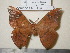  (Cricula variabilis - barcode SNB 1133)  @13 [ ] Copyright (2010) Unspecified Research Collection of Stefan Naumann