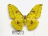  (Antheraea diehli - barcode SNB 1134)  @15 [ ] Copyright (2010) Unspecified Research Collection of Stefan Naumann