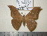  (Cricula elaezia - barcode SNB 1170)  @14 [ ] Copyright (2010) Unspecified Research Collection of Stefan Naumann