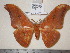  (Antheraea ihlei - barcode SNB 1236)  @14 [ ] Copyright (2010) Unspecified Research Collection of Stefan Naumann