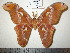  (Attacus wardi - barcode SNB 1555)  @15 [ ] Copyright (2010) Unspecified Research Collection of Stefan Naumann