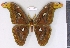  (Attacus mcmulleni - barcode SNB 1593)  @13 [ ] Copyright (2010) Unspecified Research Collection of Stefan Naumann