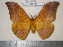  (Syntherata leonae - barcode SNB 1601)  @15 [ ] Copyright (2010) Unspecified Research Collection of Stefan Naumann