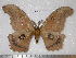  (Antheraea meridiana - barcode SNB 1937)  @15 [ ] Copyright (2010) Unspecified Research Collection of Stefan Naumann