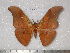  (Antheraea paukstadtorum - barcode SNB 1944)  @14 [ ] Copyright (2010) Unspecified Research Collection of Stefan Naumann