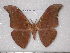  (Antheraea paukpelengensis - barcode SNB 1945)  @14 [ ] Copyright (2010) Unspecified Research Collection of Stefan Naumann