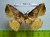  (Apha zephyrus - barcode SNB 2528)  @14 [ ] Copyright (2010) Stefan Naumann Research Collection of Stefan Naumann