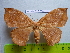  (Pseudoganisa gonioptera - barcode SNB 2544)  @14 [ ] Copyright (2010) Stefan Naumann Research Collection of Stefan Naumann