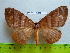  (Pseudojana obscura - barcode SNB 2604)  @14 [ ] Copyright (2010) Stefan Naumann Research Collection of Stefan Naumann