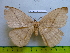  (Hampsonjana pallidipennis - barcode SNB 2944)  @12 [ ] Copyright (2010) Stefan Naumann Research Collection of Stefan Naumann