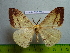  (Eupterote chinensis - barcode SNB 3035)  @13 [ ] Copyright (2010) Stefan Naumann Research Collection of Stefan Naumann