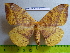 (Eupterote naessigi - barcode SNB 3102)  @14 [ ] Copyright (2010) Stefan Naumann Research Collection of Stefan Naumann