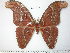  (Attacus crameri - barcode SNB 3783)  @15 [ ] Copyright (2012) Stefan Naumann Research Collection of Stefan Naumann