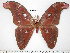  (Attacus paraliae - barcode SNB 3784)  @14 [ ] Copyright (2012) Stefan Naumann Research Collection of Stefan Naumann