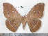  (Antheraea pratti - barcode SNB 4095)  @15 [ ] Copyright (2012) Stefan Naumann Research Collection of Stefan Naumann