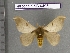  (Hylesia rosrondoniex - barcode SNB 4495)  @13 [ ] Copyright (2012) Stefan Naumann Research Collection of Stefan Naumann