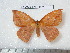  (Catacantha nataliae - barcode SNB 4571)  @14 [ ] Copyright (2012) Stefan Naumann Research Collection of Stefan Naumann