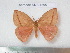  (Catacantha obliqua - barcode SNB 4595)  @13 [ ] Copyright (2012) Stefan Naumann Research Collection of Stefan Naumann