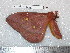  (Gonimbrasia antelata - barcode SNB 5317)  @12 [ ] Copyright (2014) Stefan Naumann Research Collection of Stefan Naumann