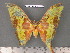  (Actias keralana - barcode SNB 4895)  @13 [ ] Copyright (2012) Stefan Naumann Research Collection of Stefan Naumann