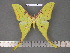  (Actias australovietnama - barcode SNB 4900)  @15 [ ] Copyright (2012) Stefan Naumann Research Collection of Stefan Naumann