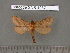  (Cibyra mahagoniatus - barcode SNB 4987)  @11 [ ] Copyright (2012) Stefan Naumann Research Collection of Stefan Naumann