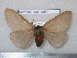  (Hemileuca oliviae - barcode SNB 5054)  @14 [ ] Copyright (2013) Stefan Naumann Research Collection of Stefan Naumann