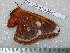  (Pararhodia hiltrautae - barcode SNB 5081)  @12 [ ] Copyright (2013) Stefan Naumann Research Collection of Stefan Naumann