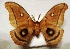  (Antheraea polyphemus olivacea - aspicer2010-073)  @13 [ ] Copyright (2010) Unspecified The Research Collectino of Andrew Spicer