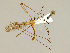  (Dicranomyia moniliformis - CMNH575788)  @14 [ ] CreativeCommons - Attribution Non-Commercial No Derivatives (2011) Chen Young Carnegie Museum