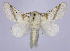  (Bombycomorpha - BC-JJ2828_B11)  @15 [ ] Copyright (2010) Unspecified Research Collection of Jo Joannou