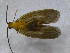  (Pisuliidae - GEN2129A)  @13 [ ] CreativeCommons - Attribution Non-Commercial Share-Alike (2013) Albany Museum Albany Museum