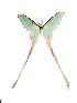  (Actias chapae chapae - BC-Vinc0009)  @14 [ ] Copyright (2010) Unspecified Research Collection of Roberto Vinciguerra