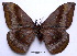  (Salassa mesosa excellens - NHRS-LEPI 000010123)  @11 [ ] Copyright (2010) Unspecified Research Collection of Rodolphe Rougerie
