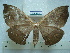  (Periga angguyensis - BC-EST0761)  @14 [ ] Copyright (2010) Unspecified Research Collection of Yves Estradel