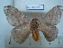  (Hylesia olloretex - BC-EST0820)  @13 [ ] Copyright (2010) Unspecified Research Collection of Yves Estradel