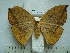  (Oxytenis naemia aravaca - BC-EST0754)  @13 [ ] Copyright (2010) Unspecified Research Collection of Yves Estradel