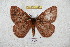  (Pseudodirphia pascola - BC-RBP 5942)  @14 [ ] Copyright (2010) Ron Brechlin Research Collection of Ron Brechlin