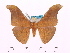  (Antheraea ulrichbroschi - BC-ULP0009)  @15 [ ] Copyright (2010) Unspecified Research Collection of Ulrich and Laela Paukstadt