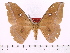  (Antheraea steinkeorum - BC-ULP0013)  @14 [ ] Copyright (2010) Unspecified Research Collection of Ulrich and Laela Paukstadt