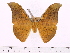  (Antheraea torajaensis - BC-ULP0031)  @14 [ ] Copyright (2010) Unspecified Research Collection of Ulrich and Laela Paukstadt